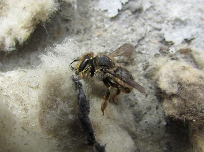 Bees and Flowers